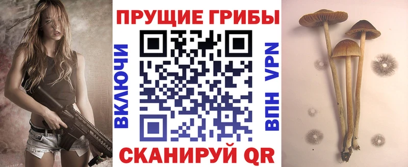Купить  Мценск  Галлюциногенные грибы Psilocybe 